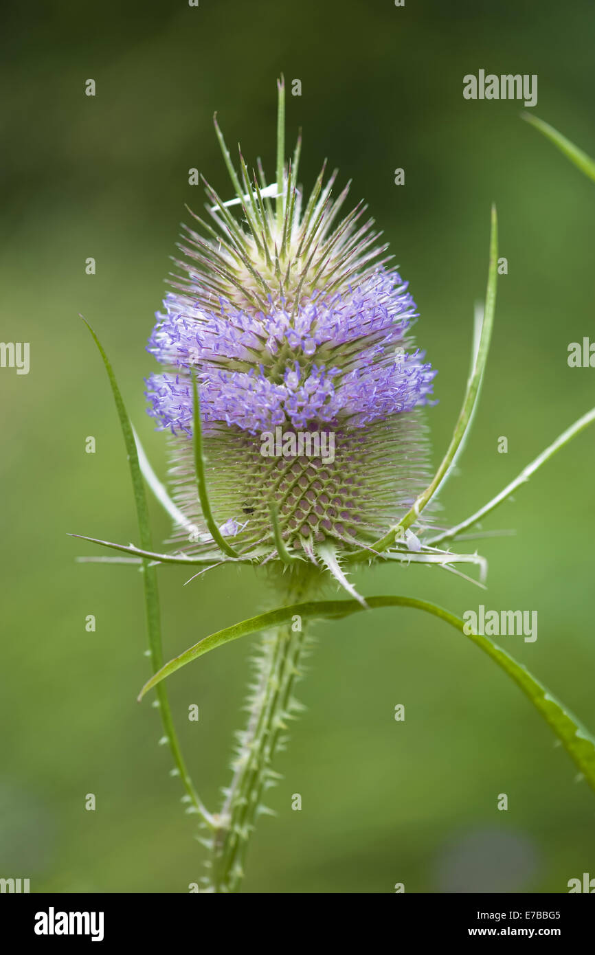 Fuller's teasel dipsacus fullonum Foto Stock