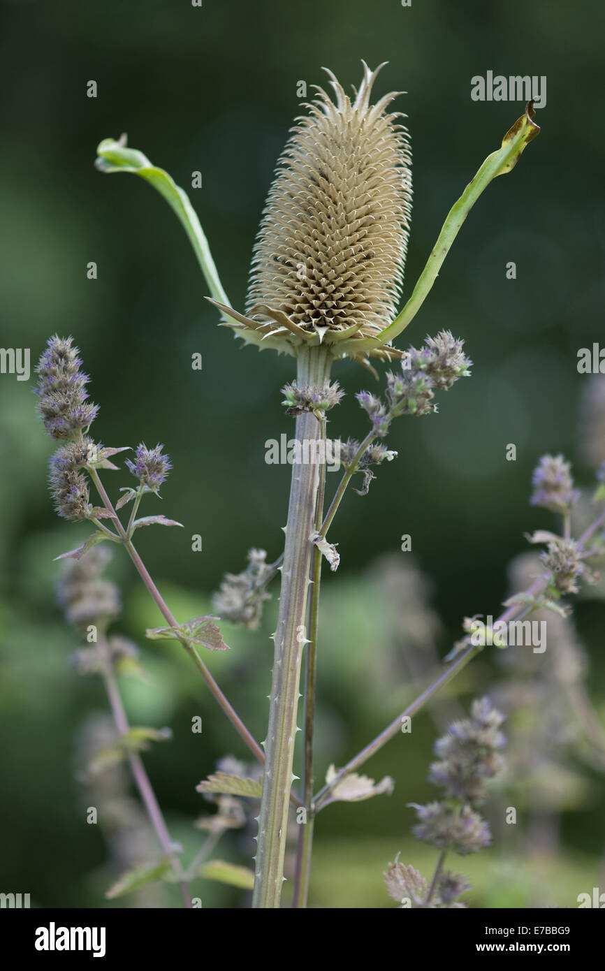 Dipsacus sativus Foto Stock