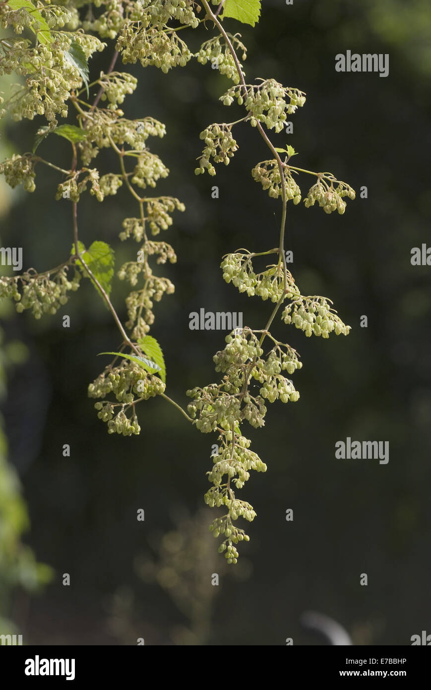 Luppolo, humulus lupulus, maschio blossom Foto Stock