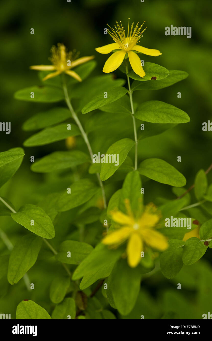 Bagno turco tutsan, hypericum xylosteifolium Foto Stock