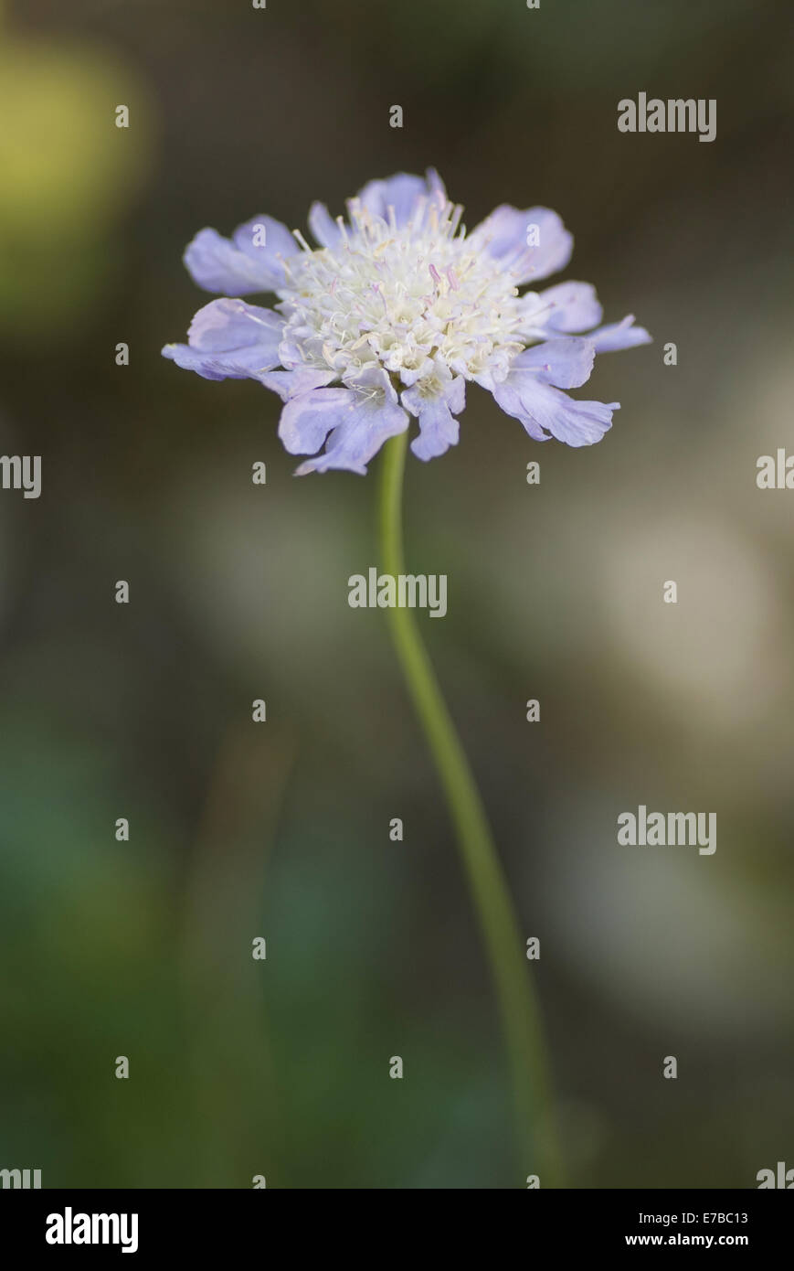 Erba-lasciava scabious, scabiosa graminifolia Foto Stock