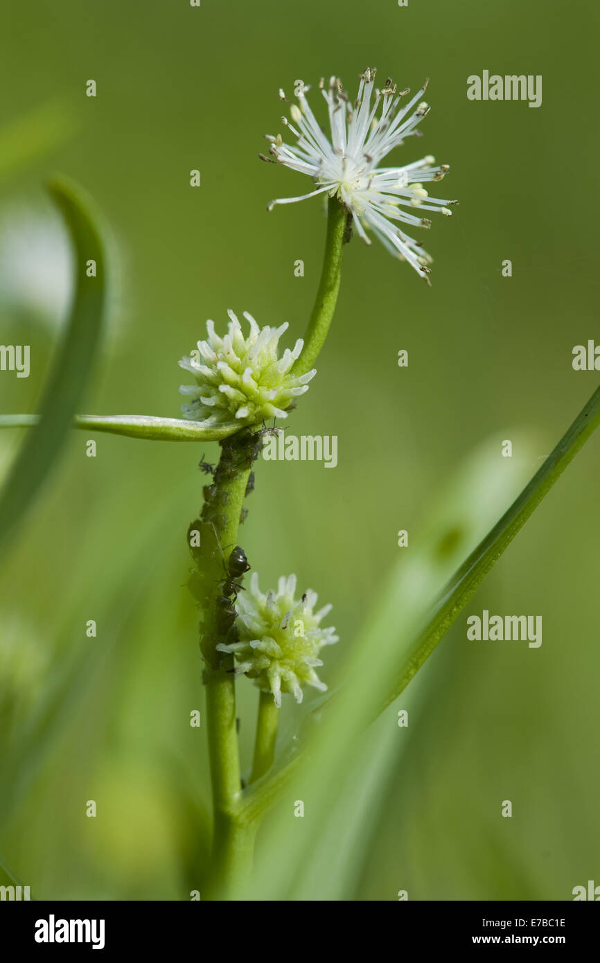 Piccolo bur-reed, sparganium natans Foto Stock