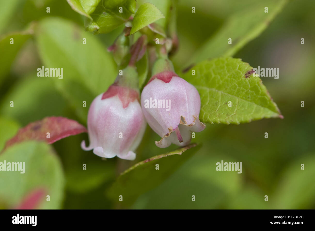 Cowberry, vaccinium vitis-idaea Foto Stock