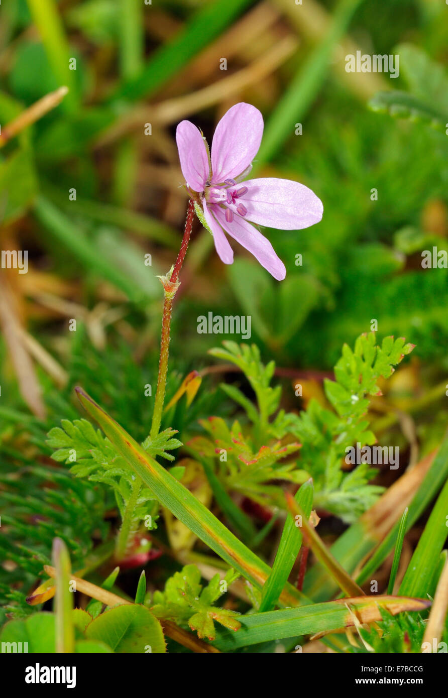 Comune di cicogna-bill - Erodium cicutarium fiore con foglie Foto Stock