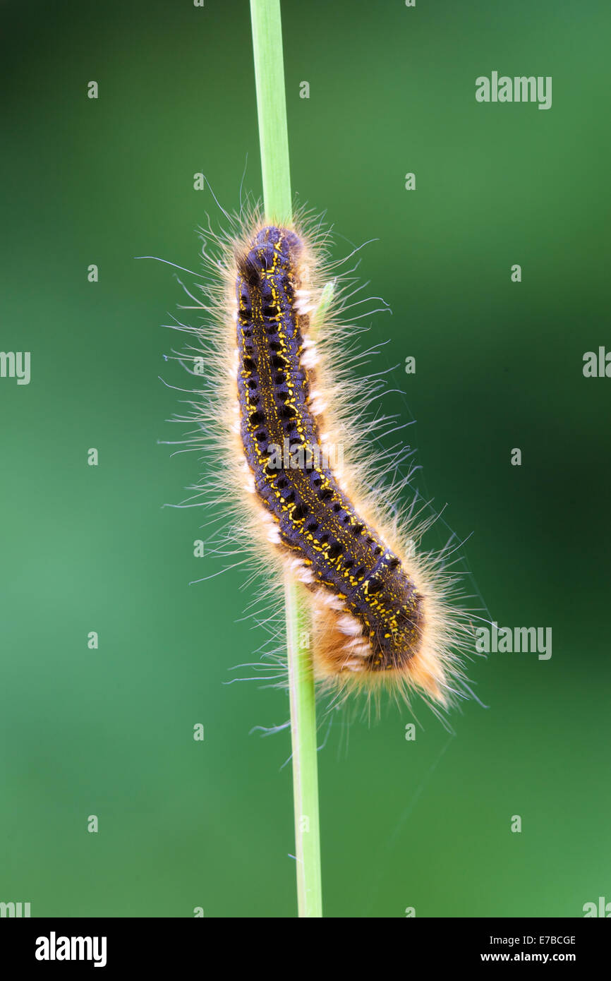 Bevitore moth caterpillar Foto Stock