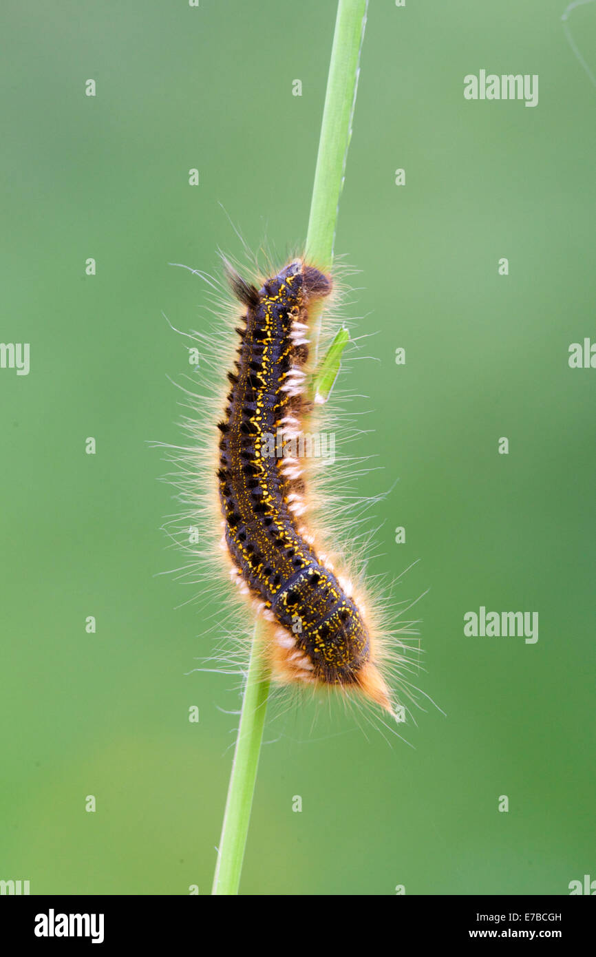 Bevitore moth caterpillar Foto Stock