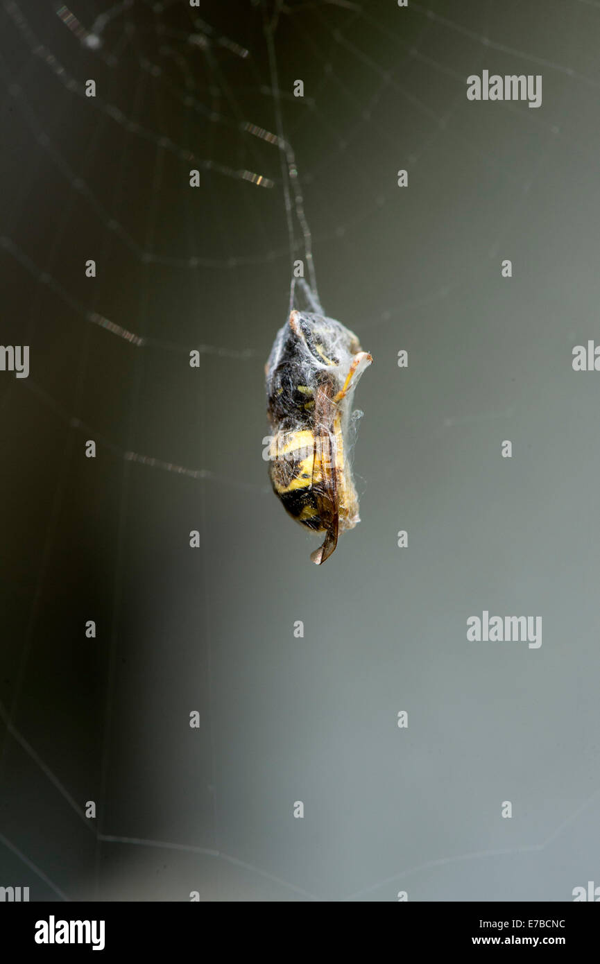 Derry, Londonderry, Irlanda del Nord, Regno Unito. 12 Settembre, 2014. Regno Unito meteo. Una vespa rivestite di un giardino in comune di ragno (Araneus diadematus) web su una soleggiata mattina calda . Credito: George Sweeney/Alamy Live News Foto Stock