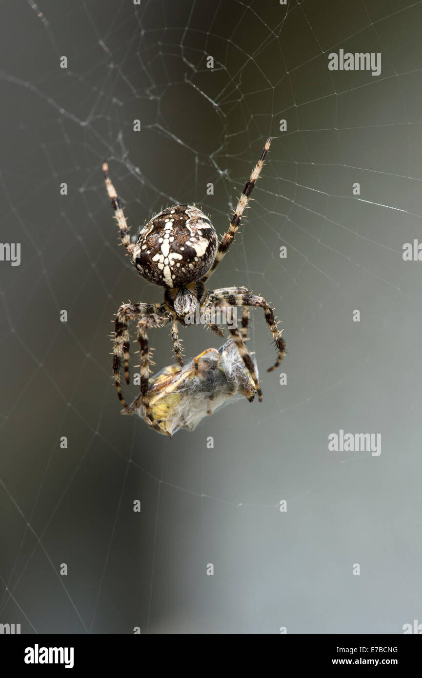 Derry, Londonderry, Irlanda del Nord, Regno Unito. 12 Settembre, 2014. Regno Unito meteo. Un giardino comune spider (Araneus diadematus) cattura una vespa nel calore di una mattina di sole. Credito: George Sweeney/Alamy Live News Foto Stock