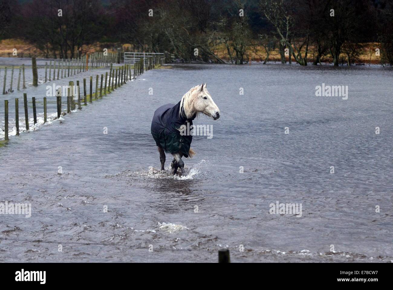 Un cavallo circondato da acqua di inondazione presso il Mulino di Strachan, vicino a Banchory in Aberdeenshire, Scozia Foto Stock