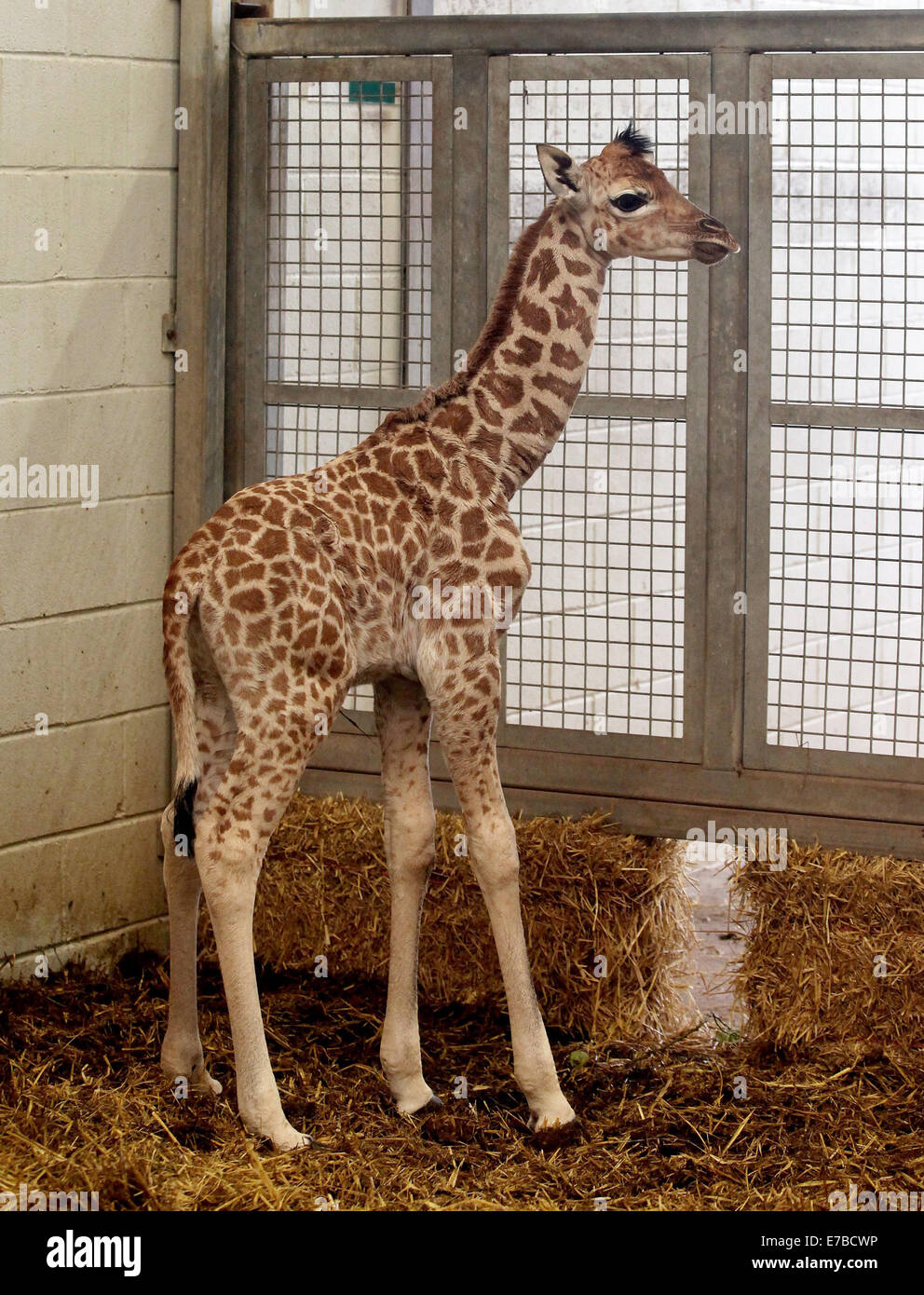 Un neonato giraffa. Foto Stock