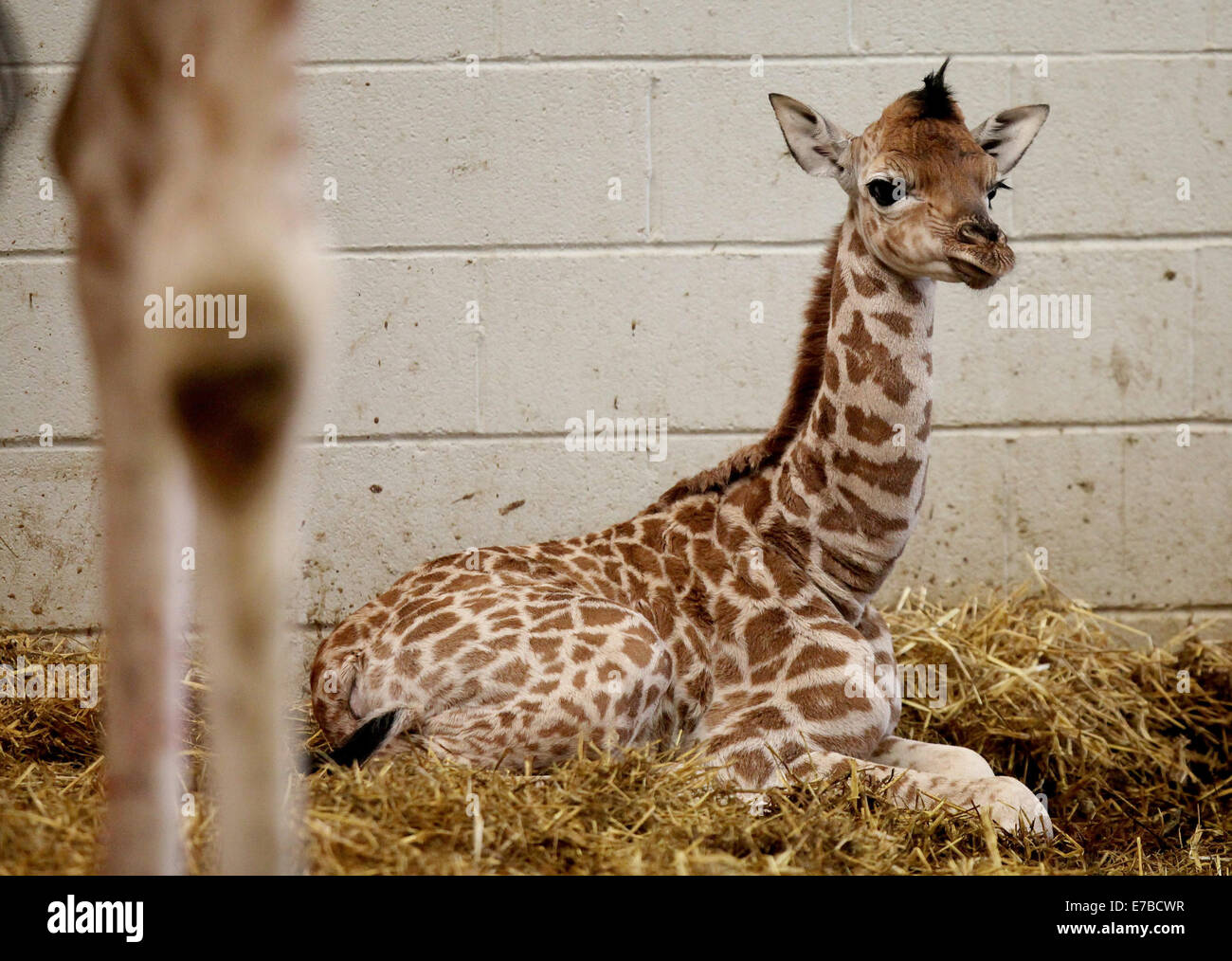 Un neonato giraffa. Foto Stock