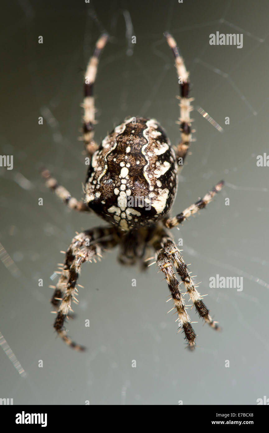 Derry, Londonderry, Irlanda del Nord, Regno Unito. 12 Settembre, 2014. Regno Unito meteo. Un giardino comune spider (Araneus diadematus) crogiolarsi nel calore di una mattina di sole. Credito: George Sweeney/Alamy Live News Foto Stock