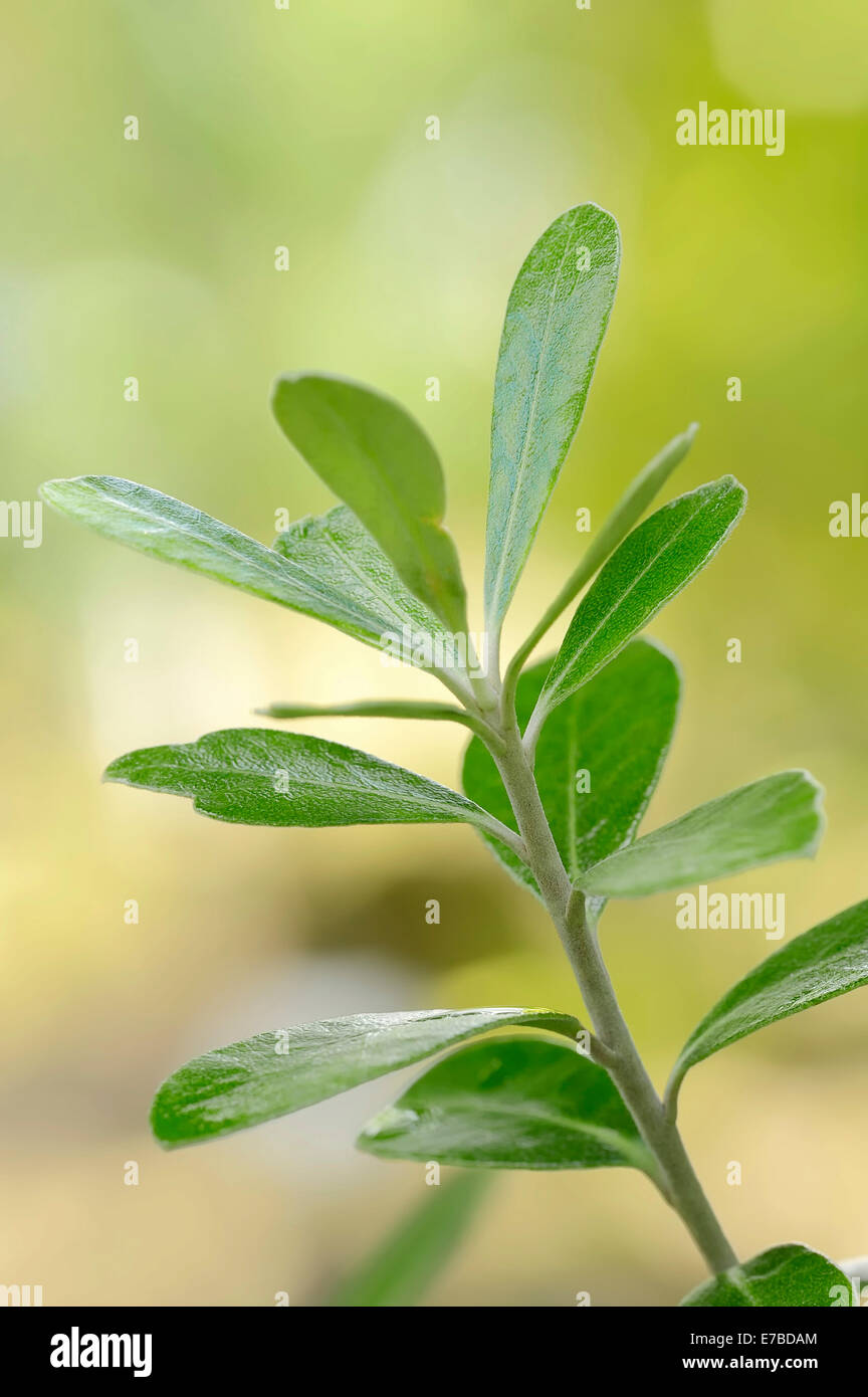 Karo, Stiffleaf Cheesewood (Pittosporum crassifolium), foglie, nativo di Nuova Zelanda Foto Stock