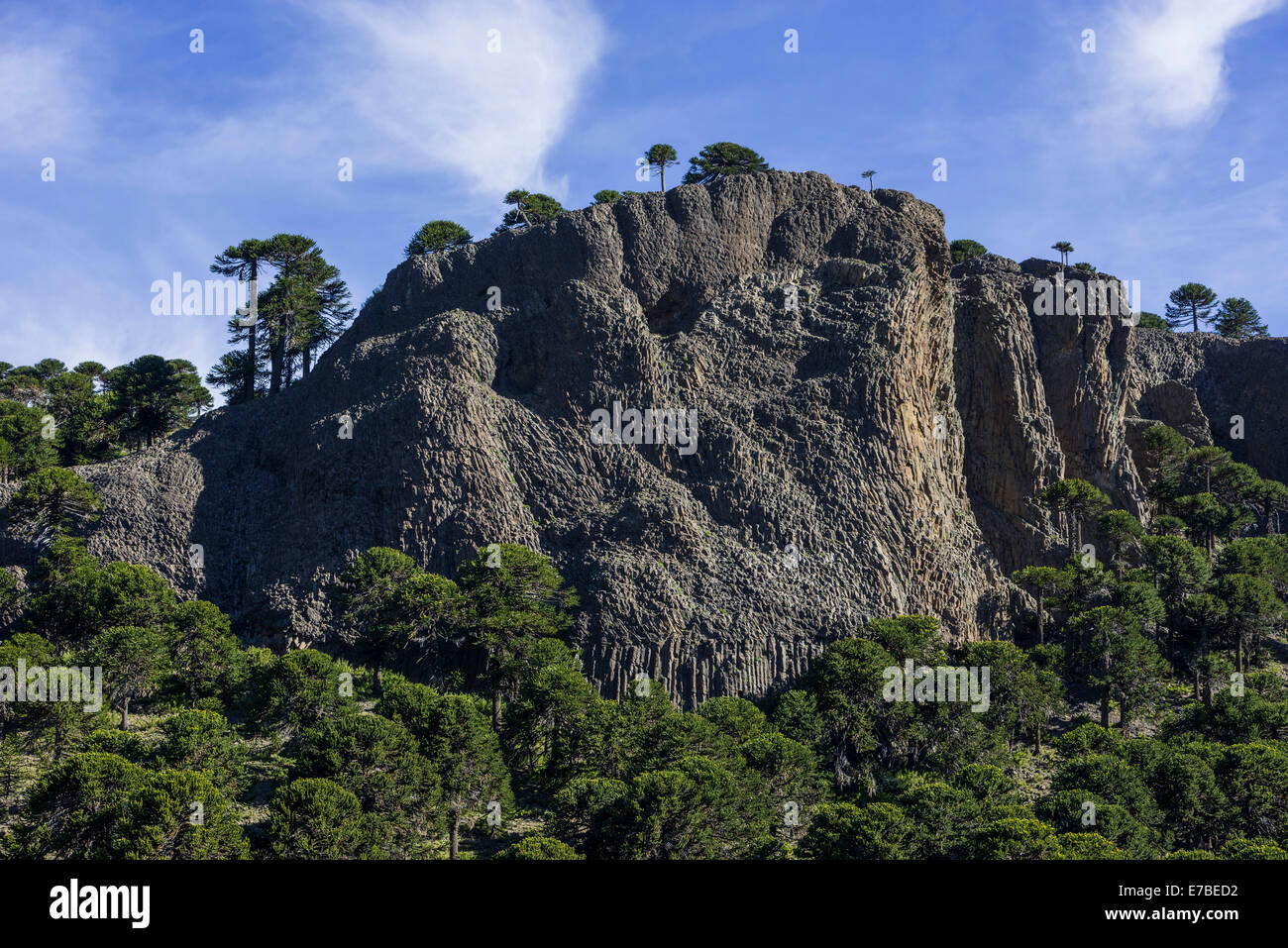 Puzzle di scimmia alberi (Araucaria araucana) e roccia basaltica, Neuquén Provincia, Argentina Foto Stock