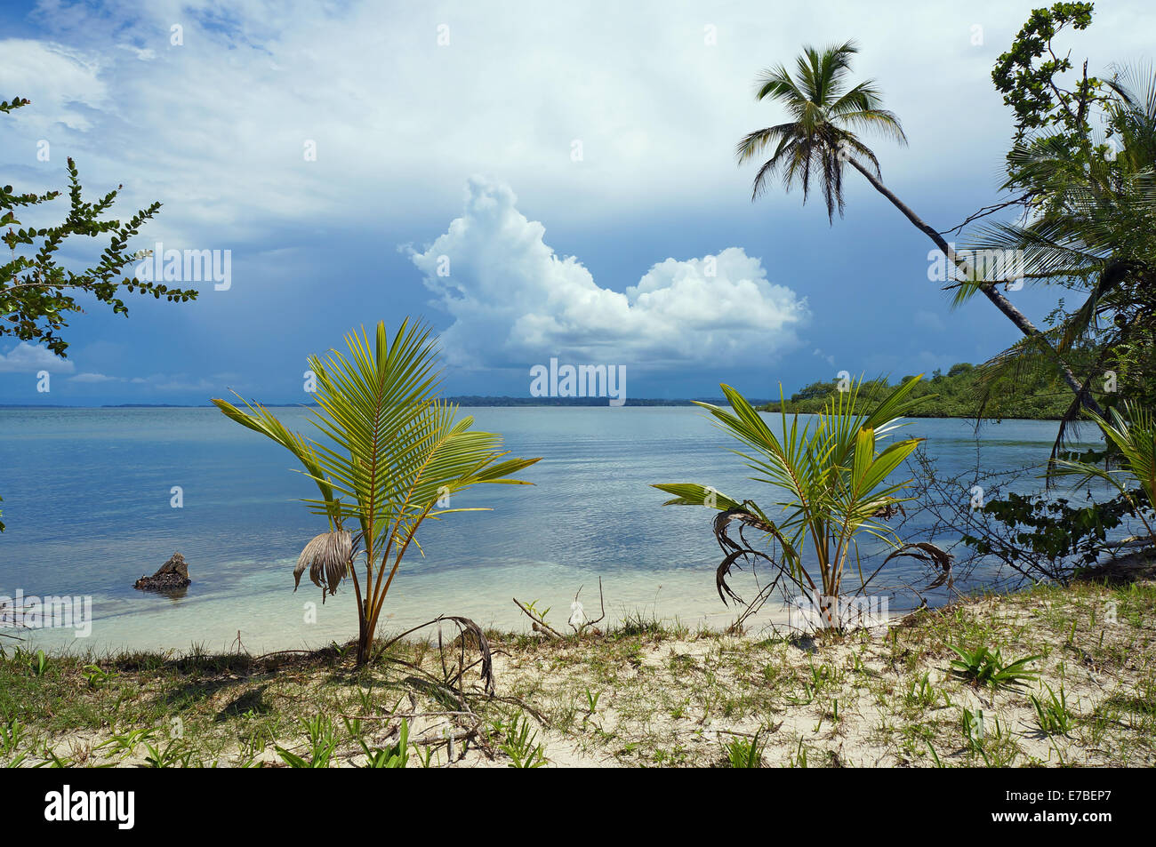 Calma costa tropicale con palme da cocco e il cloud all'orizzonte, il mare dei Caraibi, isola Bastimentos, Bocas del Toro, Panama Foto Stock