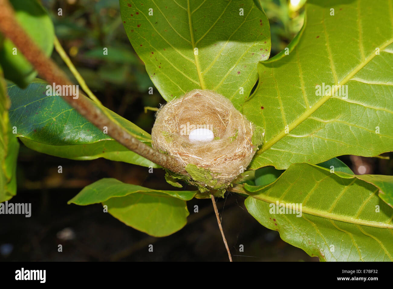 Hummingbird nest con un uovo, Panama America Centrale Foto Stock