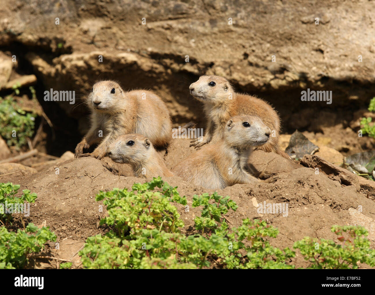 Una famiglia di giovani Black-Tailed prateria cani al di fuori della loro den Foto Stock