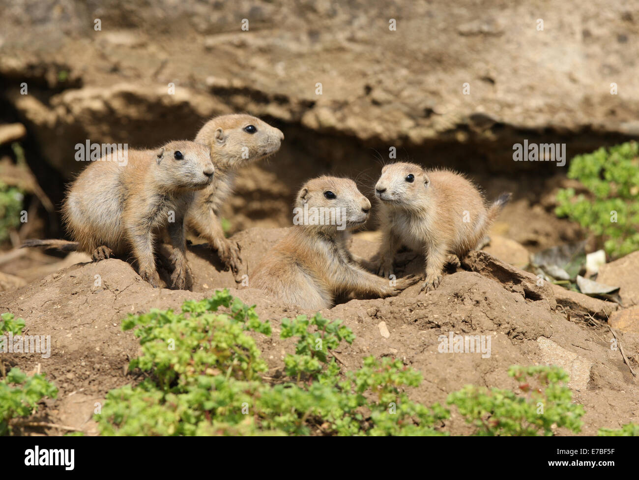 Una famiglia di giovani Black-Tailed prateria cani al di fuori della loro den Foto Stock