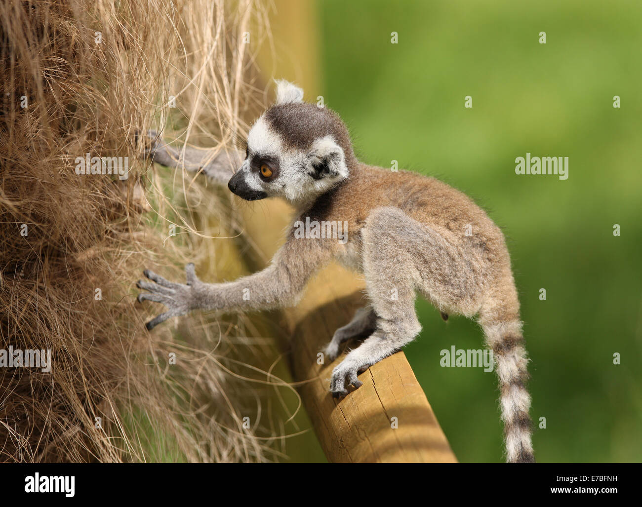 Close up di un bambino lemure Ring-Tailed imparare a salire Foto Stock