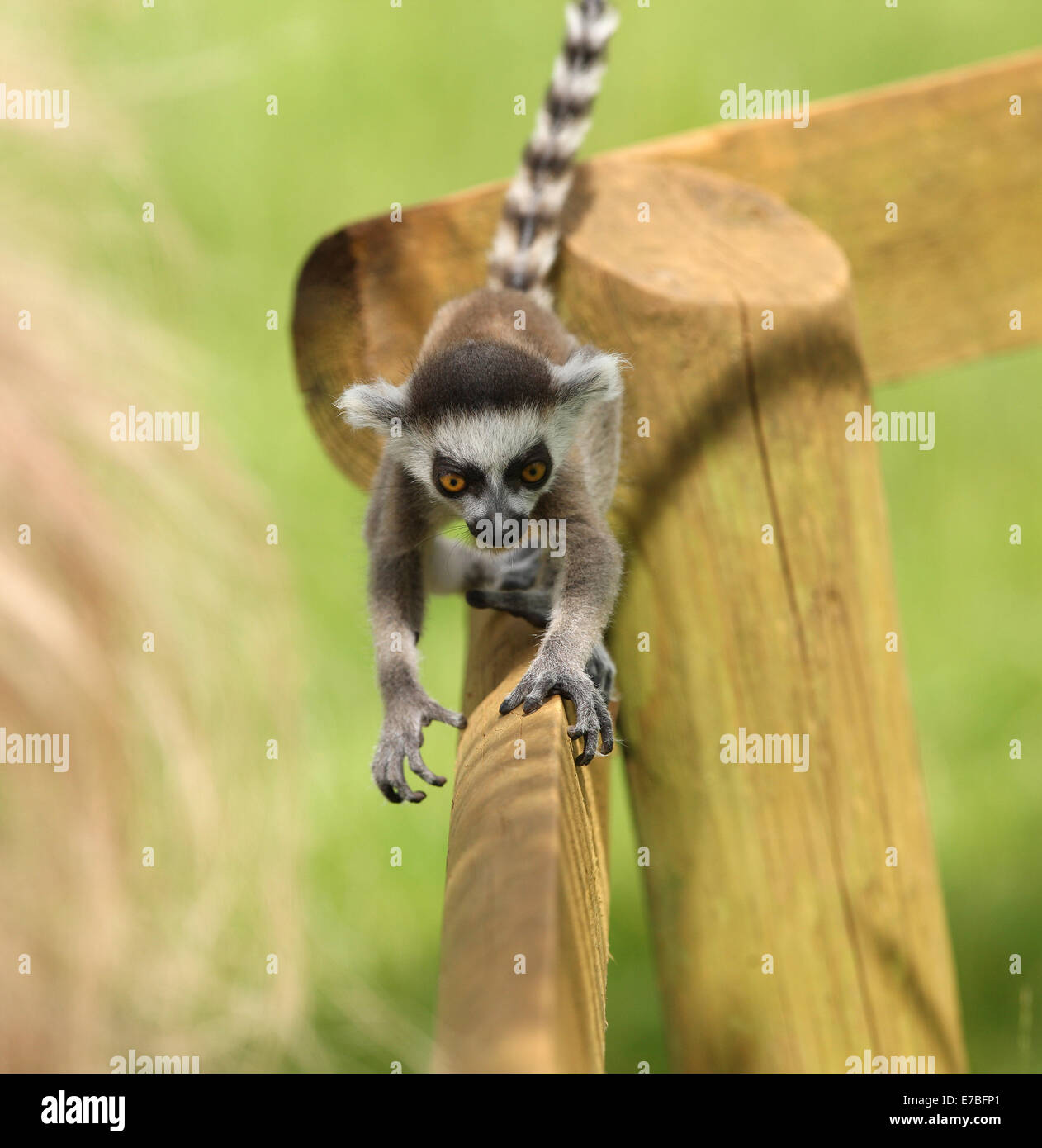 Close up di un bambino lemure Ring-Tailed imparare a salire Foto Stock