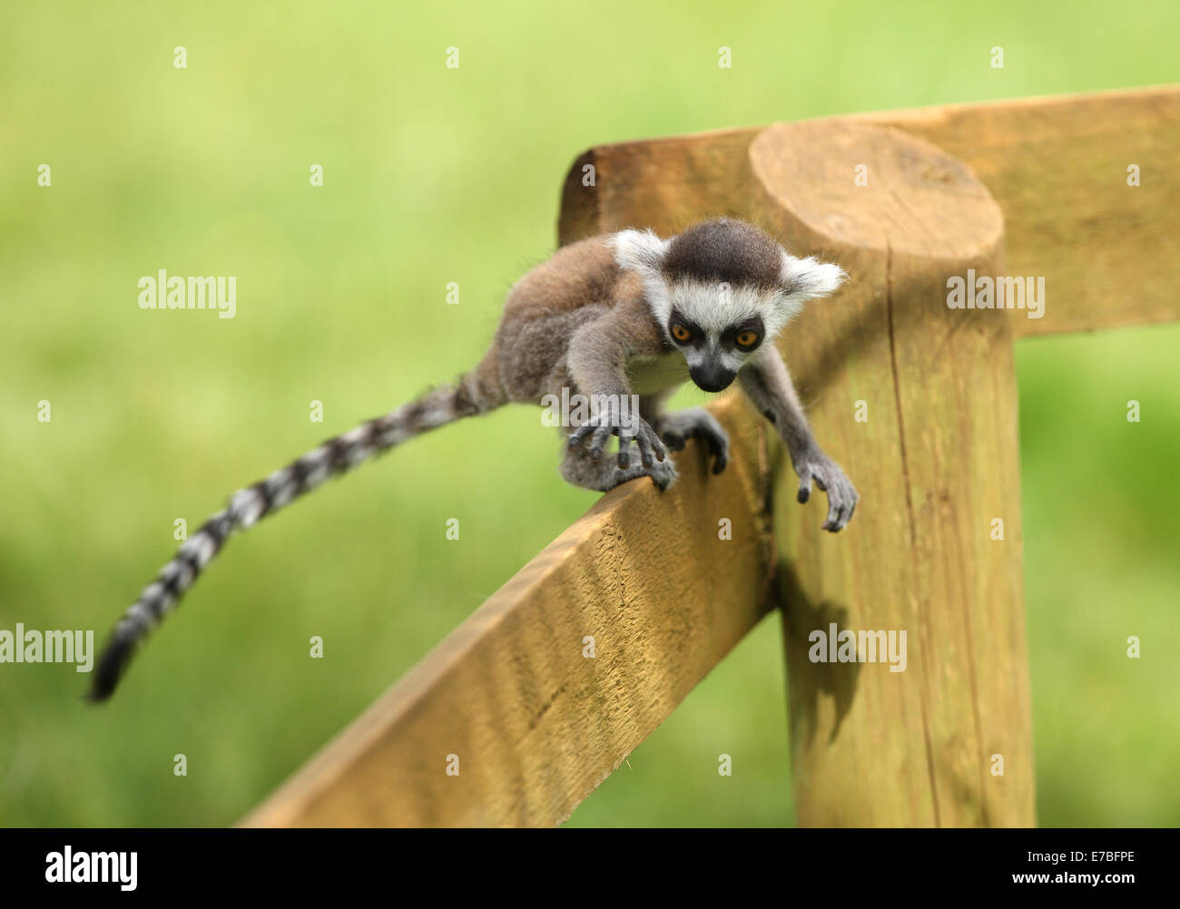 Close up di un bambino lemure Ring-Tailed imparare a salire Foto Stock