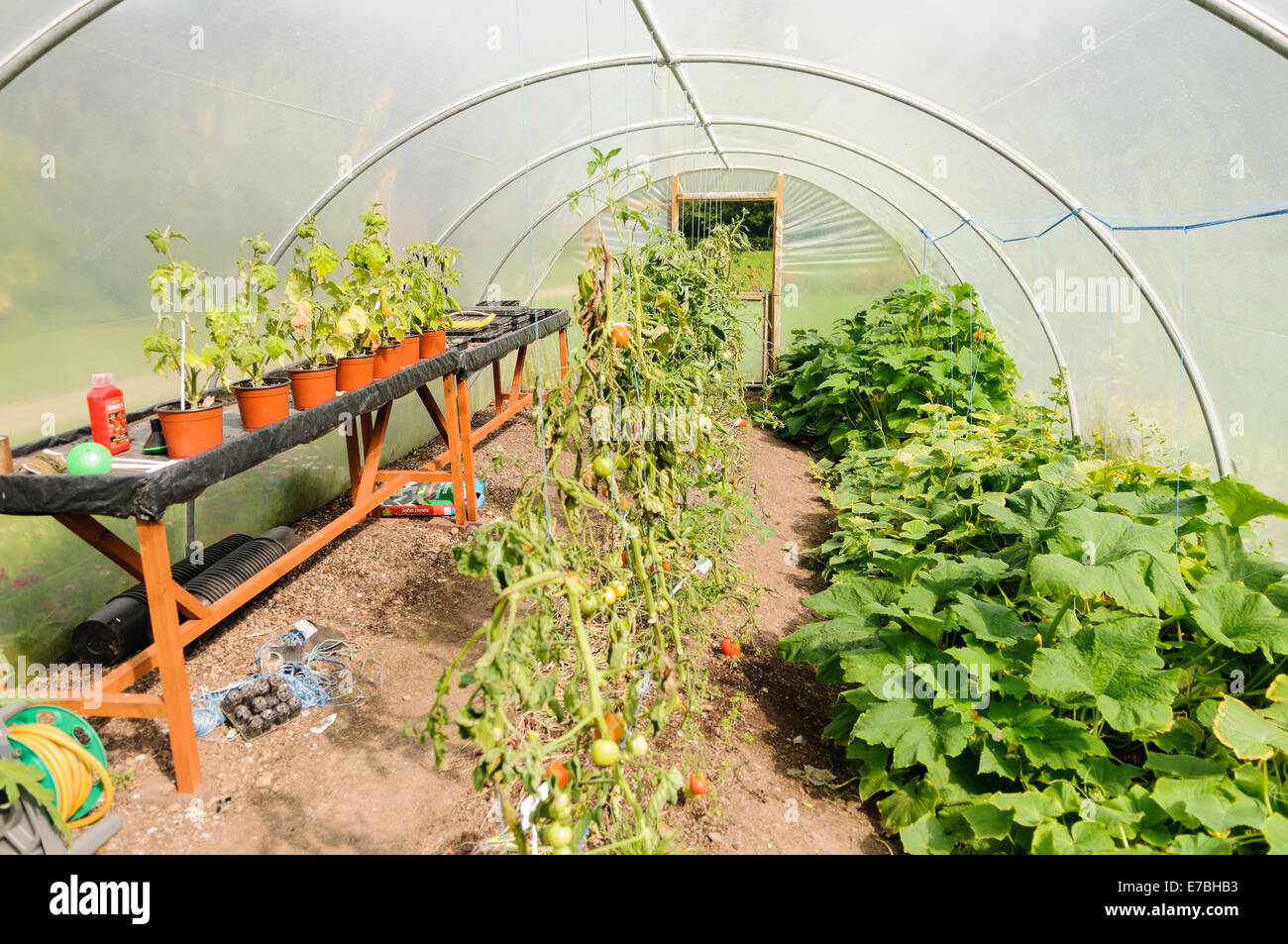 Pomodori, chilis e zucchine in crescita in un poli-serra a tunnel Foto Stock