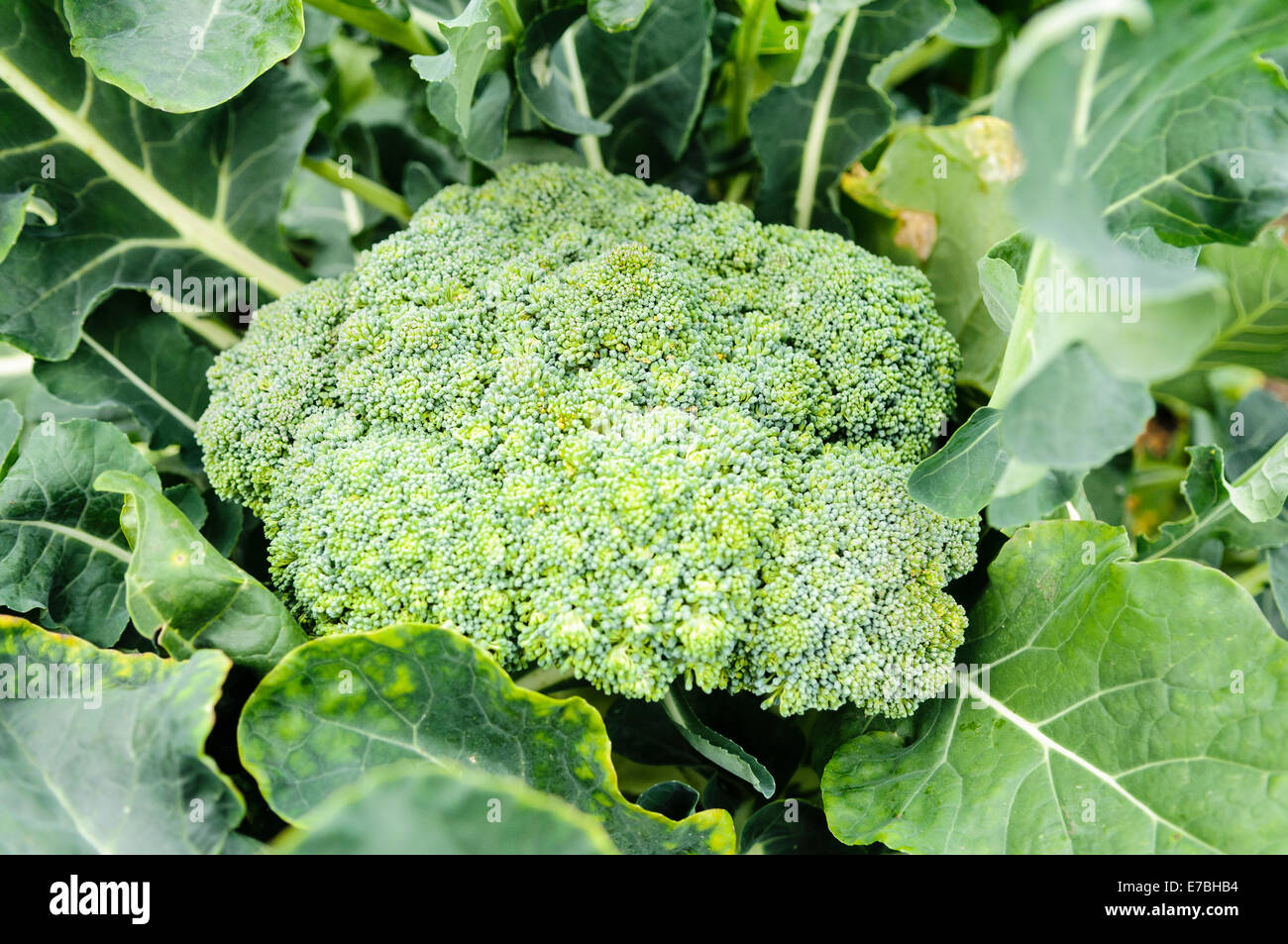 Testa grande di broccoli pronto a scelta Foto Stock