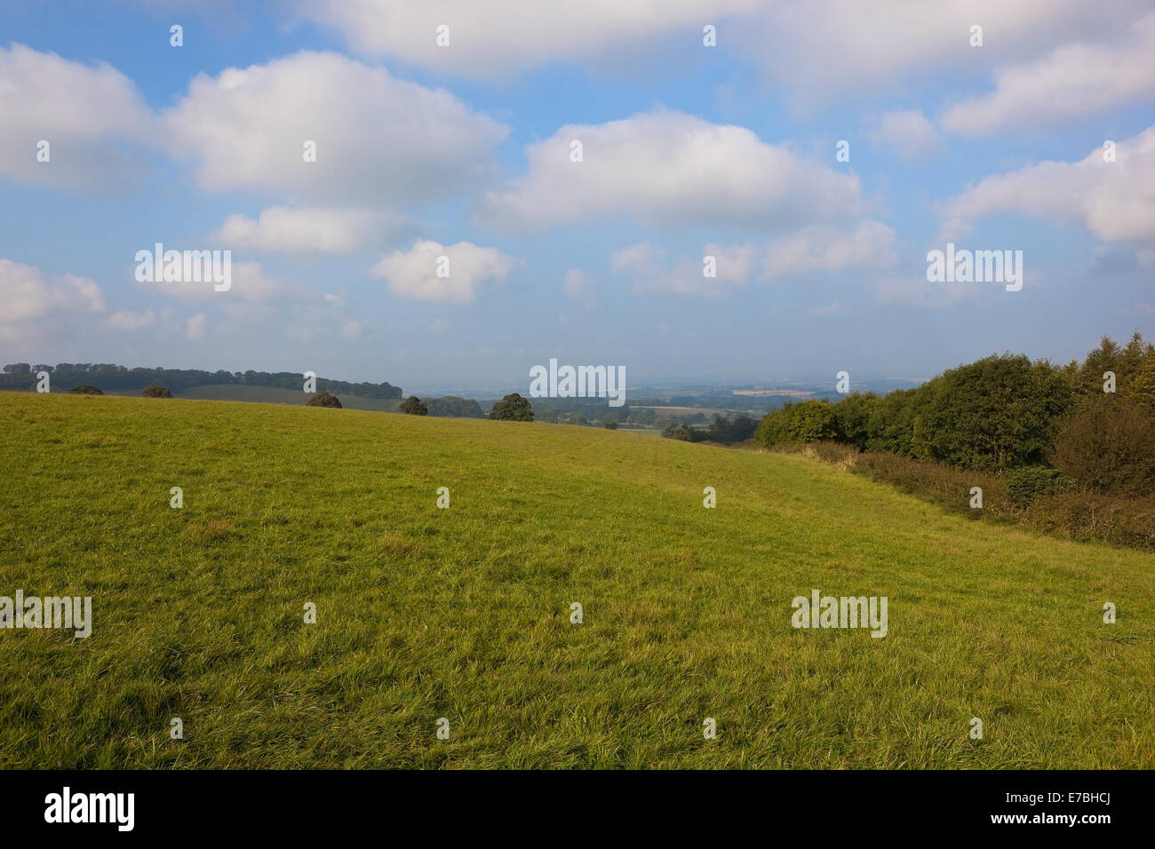 Un verde prato di montagna che guarda verso la valle di York dalle altezze del Yorkshire wolds in autunno o cadono Foto Stock