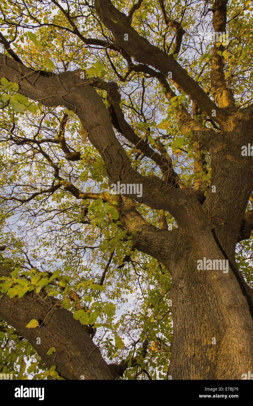 Rami di albero albero canopy Foto Stock