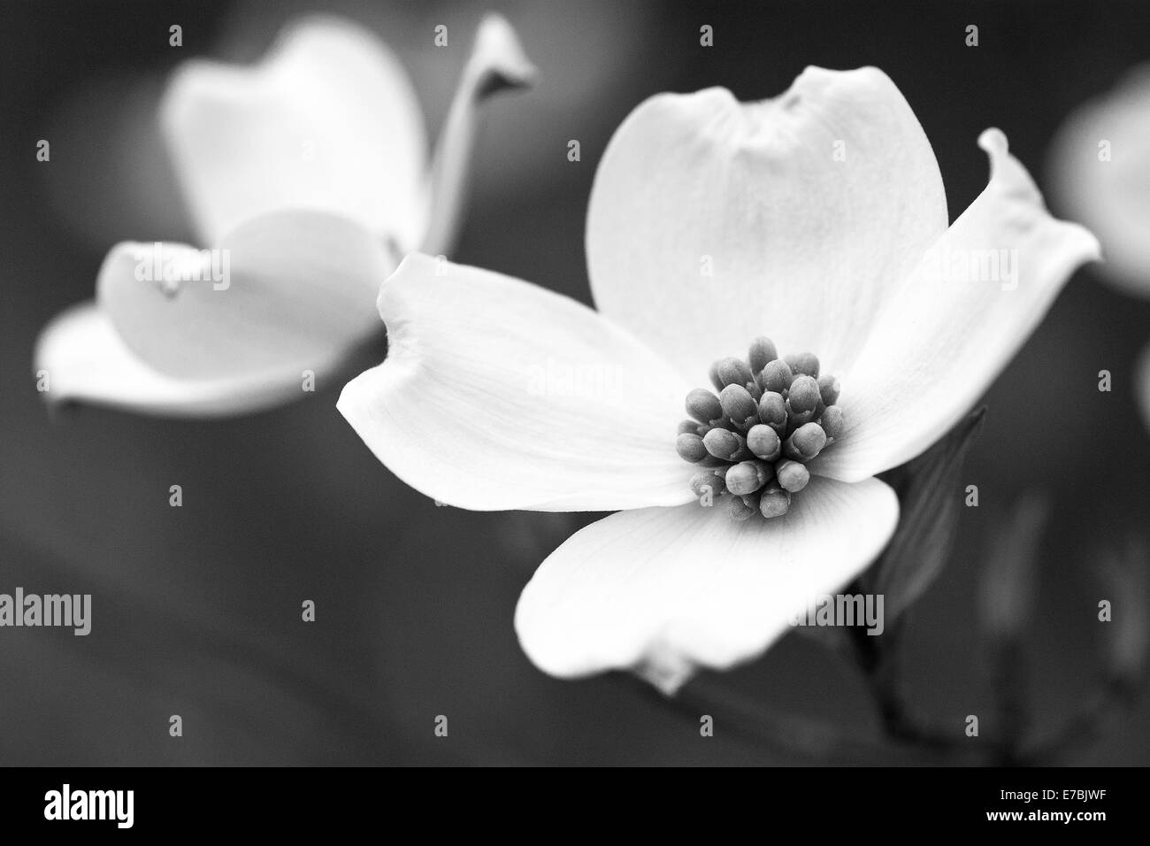Sanguinello Blossom in bianco e nero Foto Stock