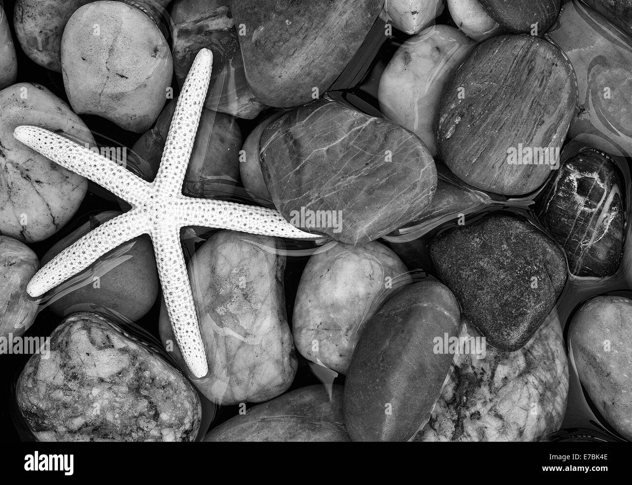 Starfish sulle rocce in bianco e nero Foto Stock