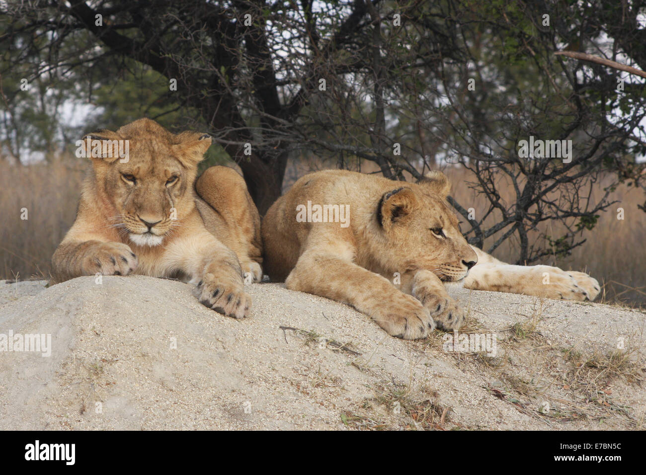 Lion Panthera leo. Una coppia di giovani lion in appoggio su di una roccia a metà del giorno di pianificazione di Sun vi accanto male Foto Stock