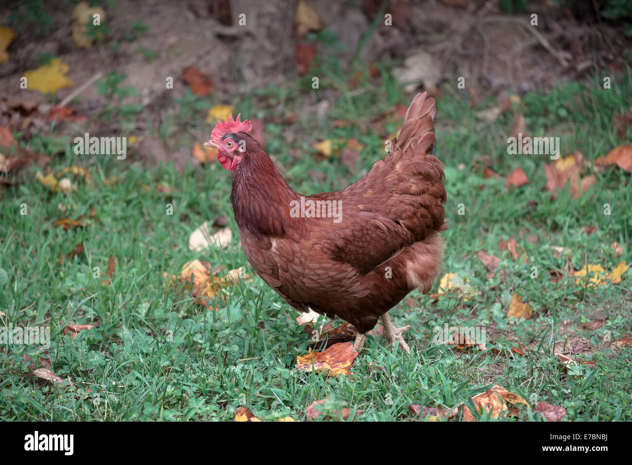 La Rhode Island red il pollo a piedi in erba del cortile Foto Stock