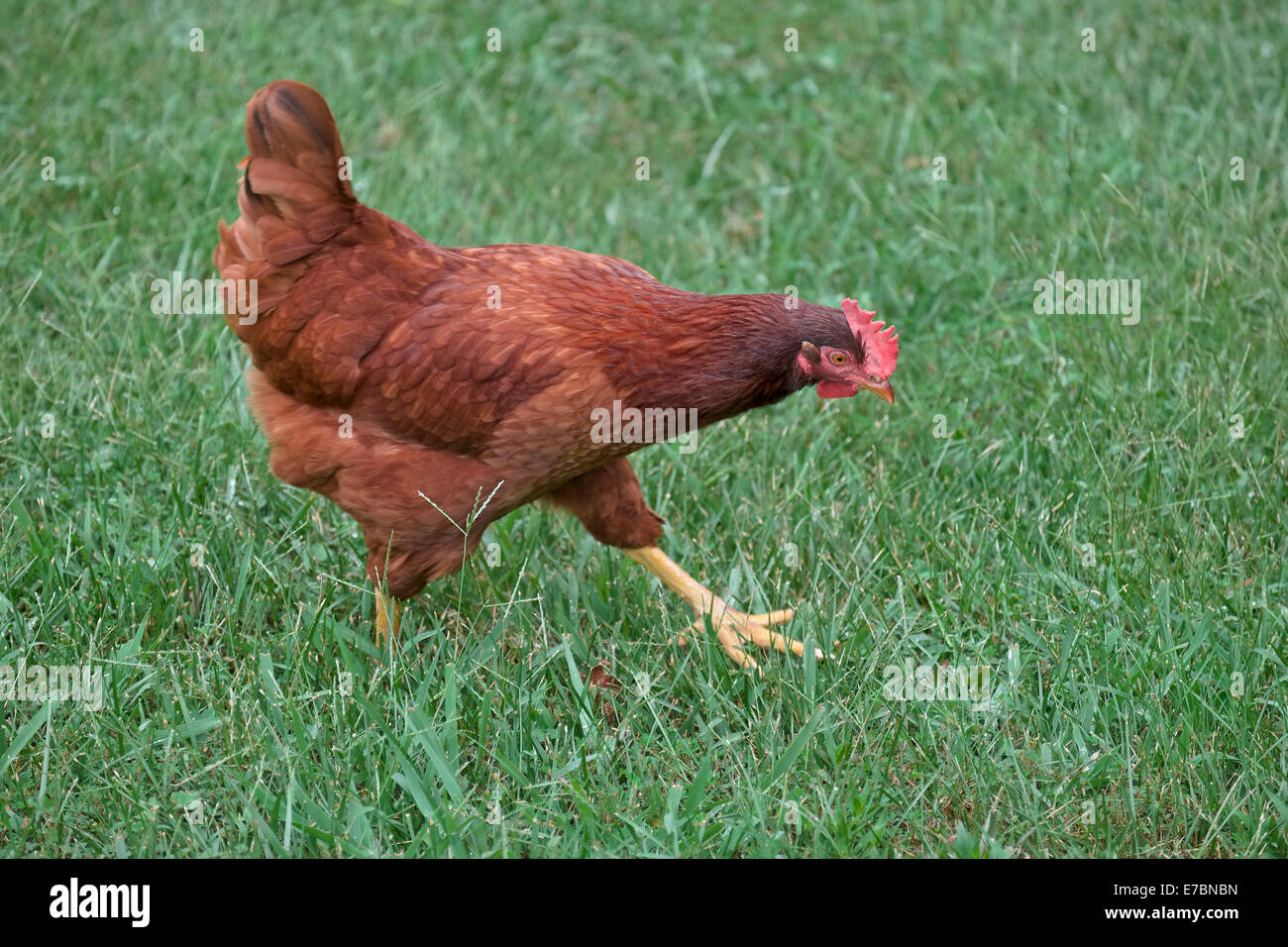 La Rhode Island red il pollo a piedi in erba del cortile Foto Stock