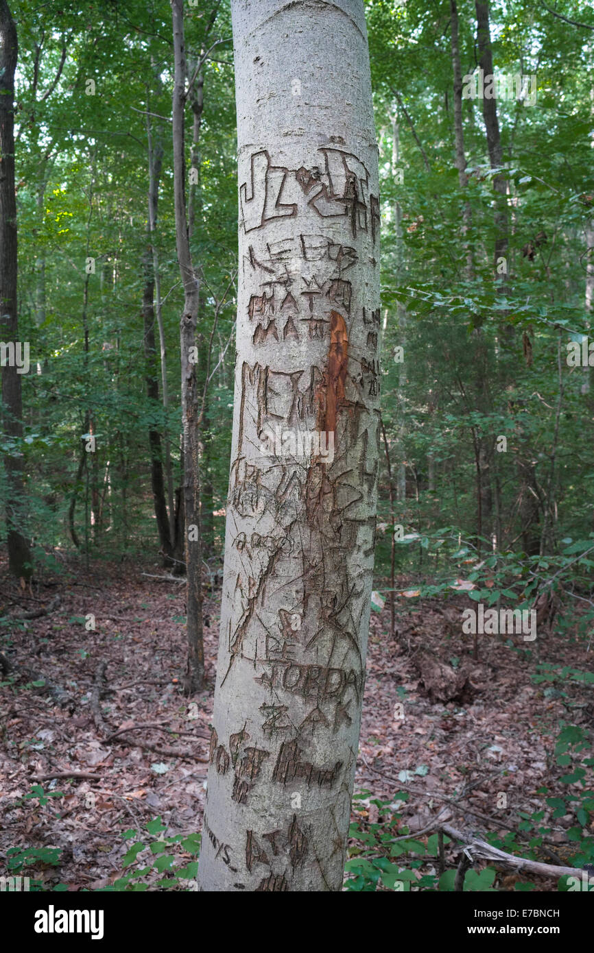 Nomi e simboli scolpiti in una struttura ad albero Foto Stock