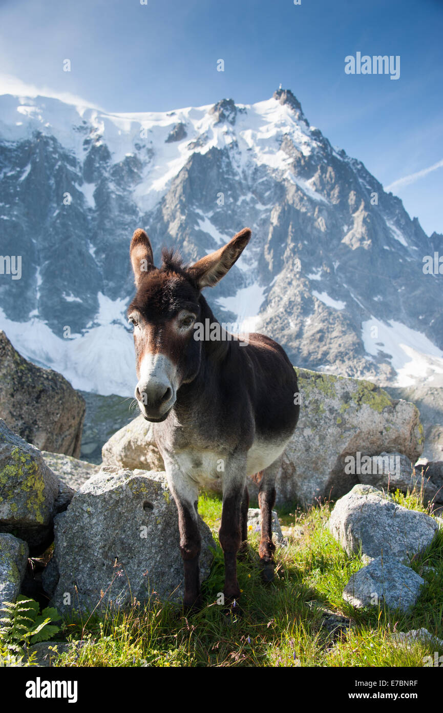 Asino ai piedi della collina di Aguille du Midi, sulle Alpi francesi, Chamonix, Francia Foto Stock