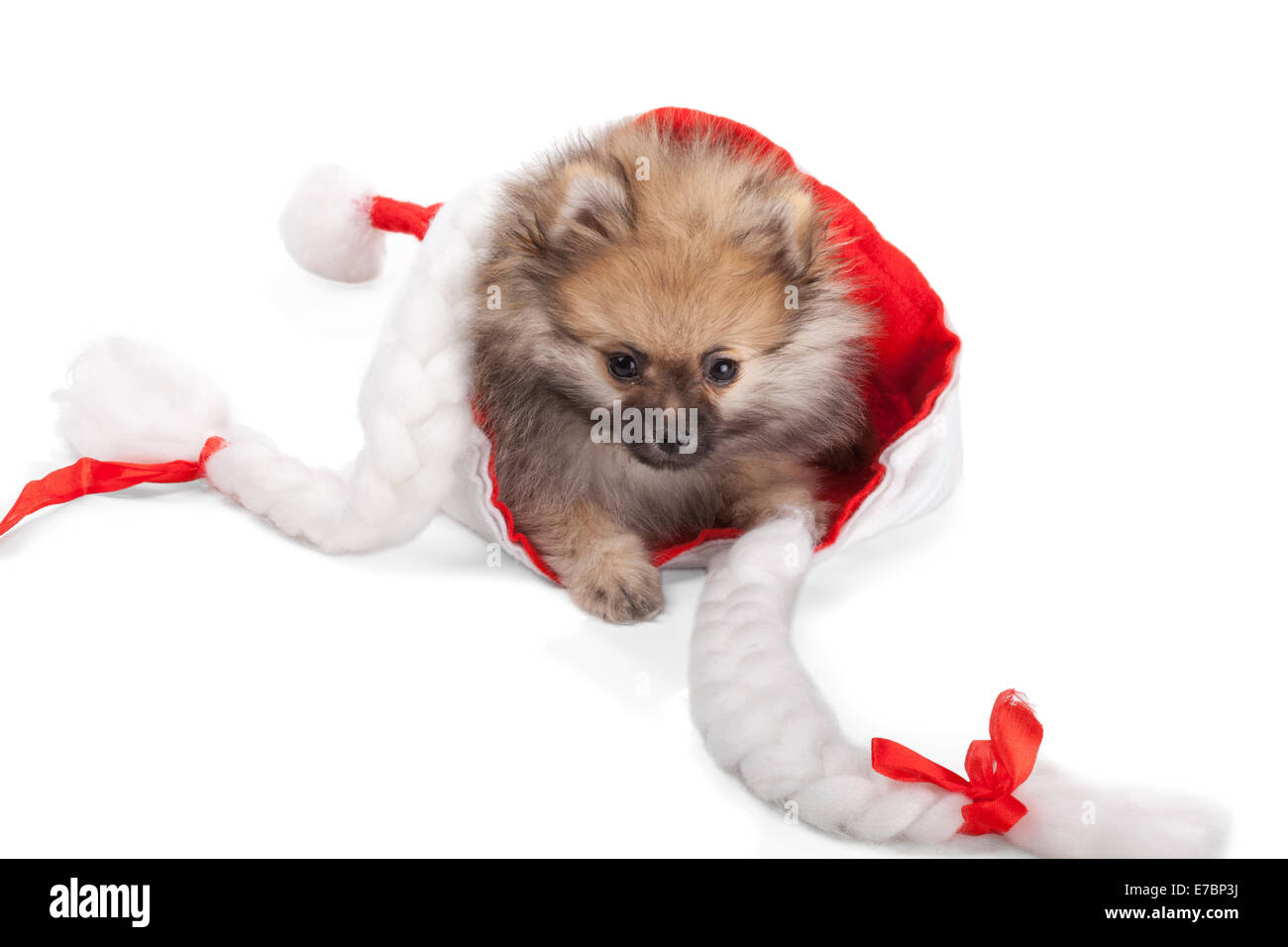 Adorabile cucciolo di Pomerania in Santa hat isolati su sfondo bianco Foto Stock