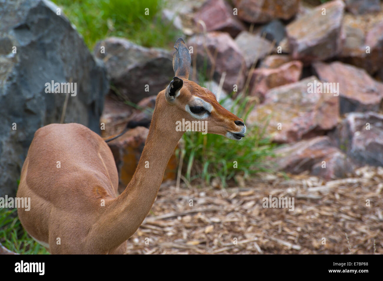 Giovani gerenuk a Denver Zoo Foto Stock