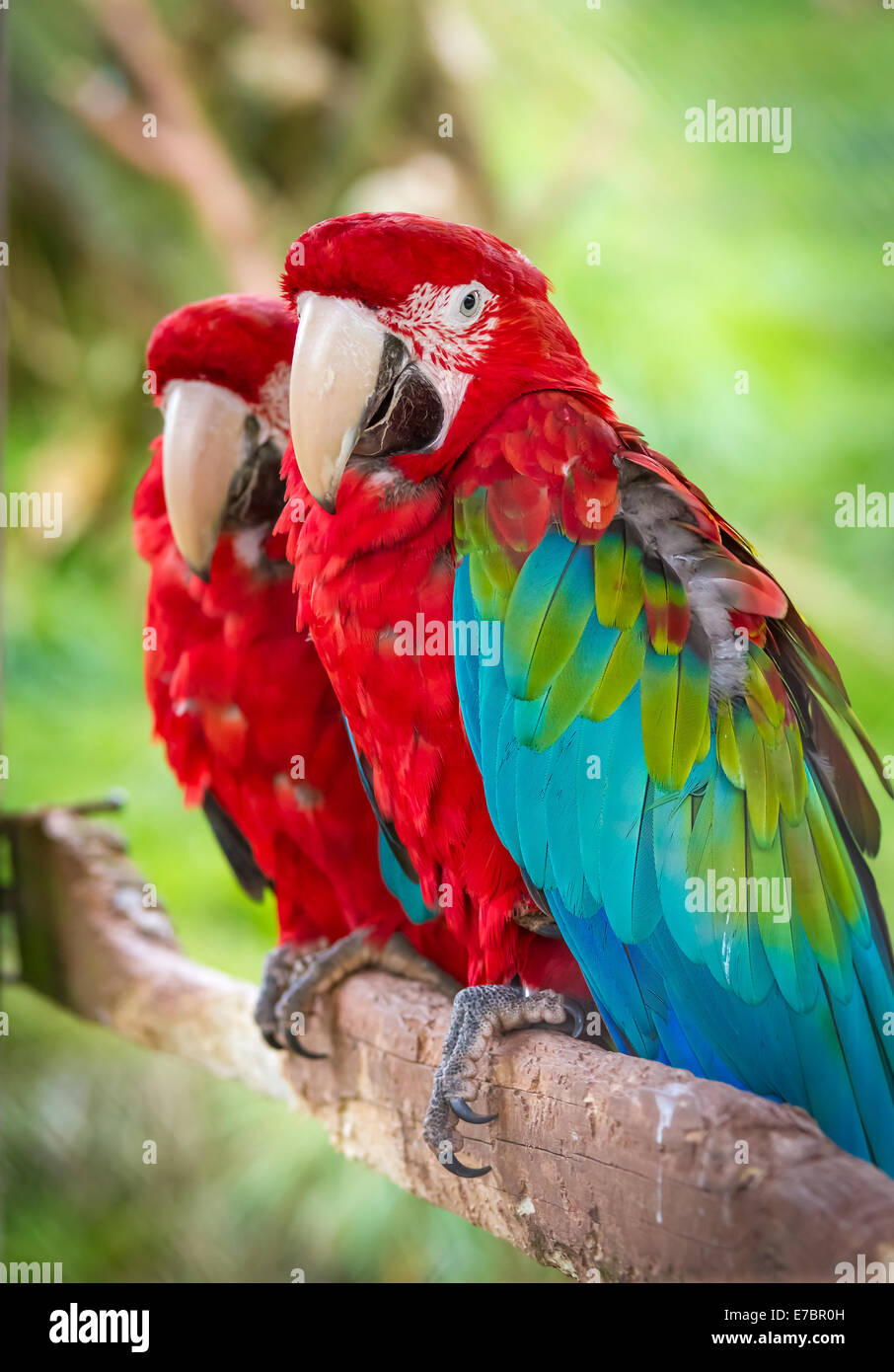 Una coppia di colore rosso e verde Macaws Foto Stock