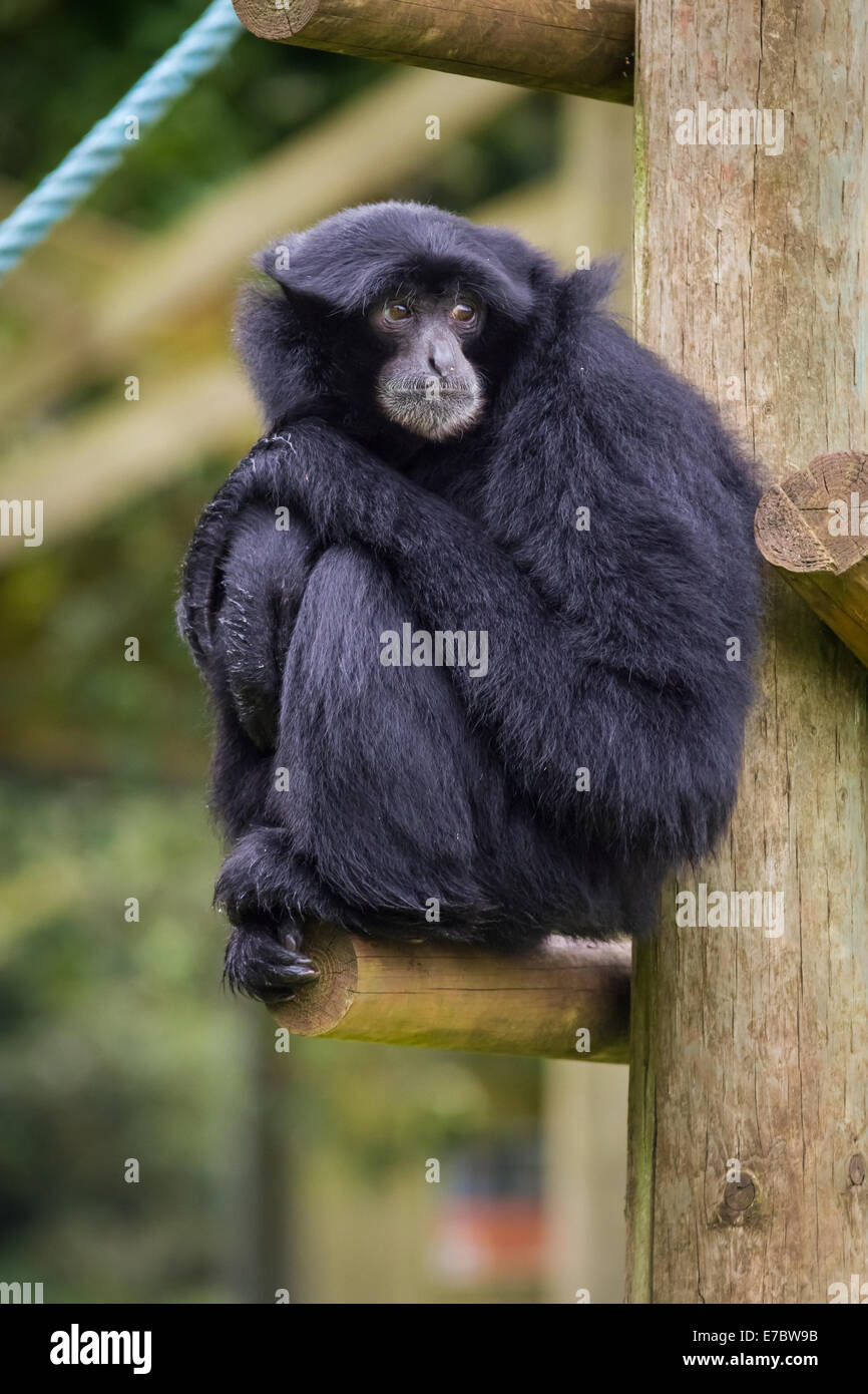 Un Siamang (Symphalangus syndactylus) gibbone a South Lakes Wild Animal Park in Cumbria Foto Stock