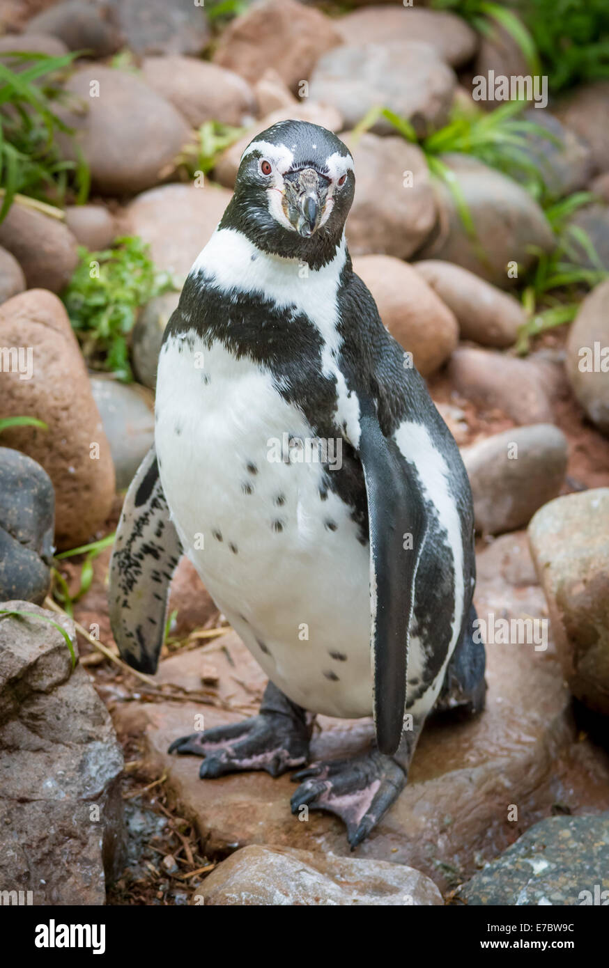Un pinguino di Humboldt sat sulle rocce in cattività Foto Stock