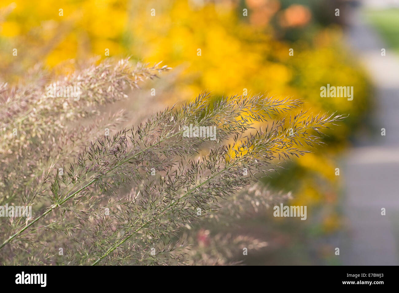 Calamagrostis brachytricha. Coreano reed piuma erba in fiore in un confine erbacee. Foto Stock
