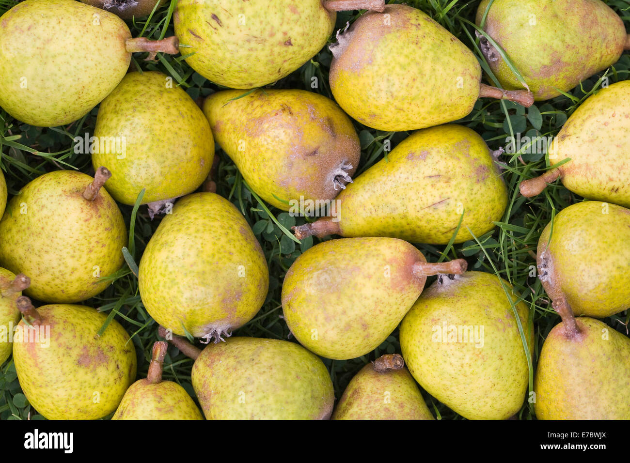 Pyrus elaeagnifolia var kotschyana. Frutti caduti di pianto Silver Pear Tree. Foto Stock