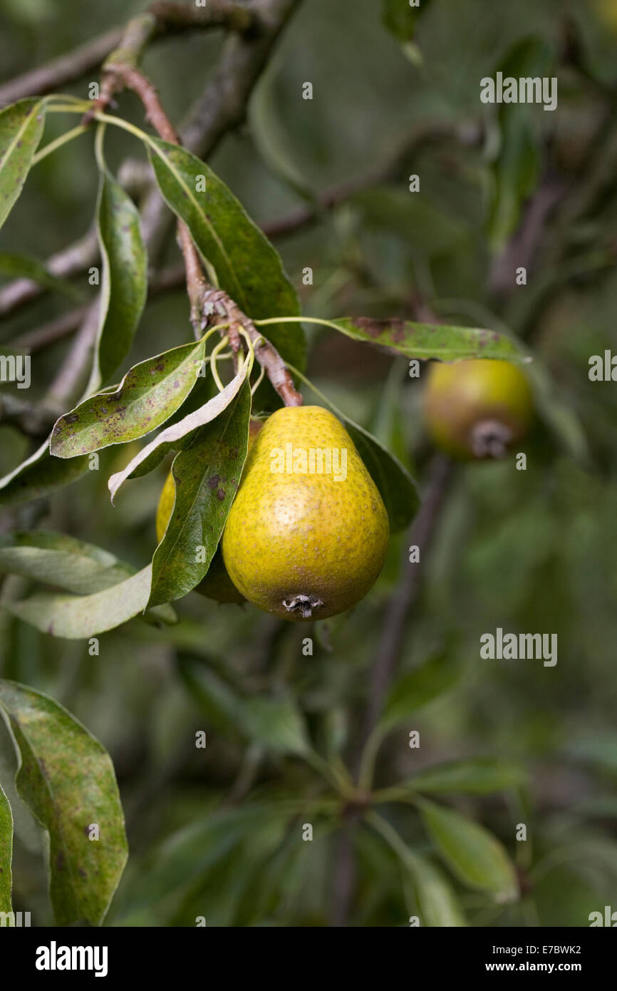 Pyrus elaeagnifolia var kotschyana. Frutti caduti di pianto Silver Pear Tree. Foto Stock