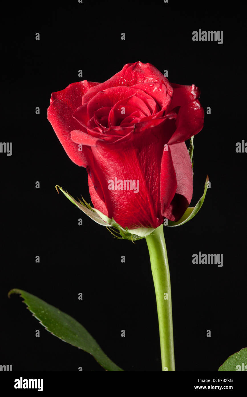 Red Rose isolato in sfondo nero Foto Stock