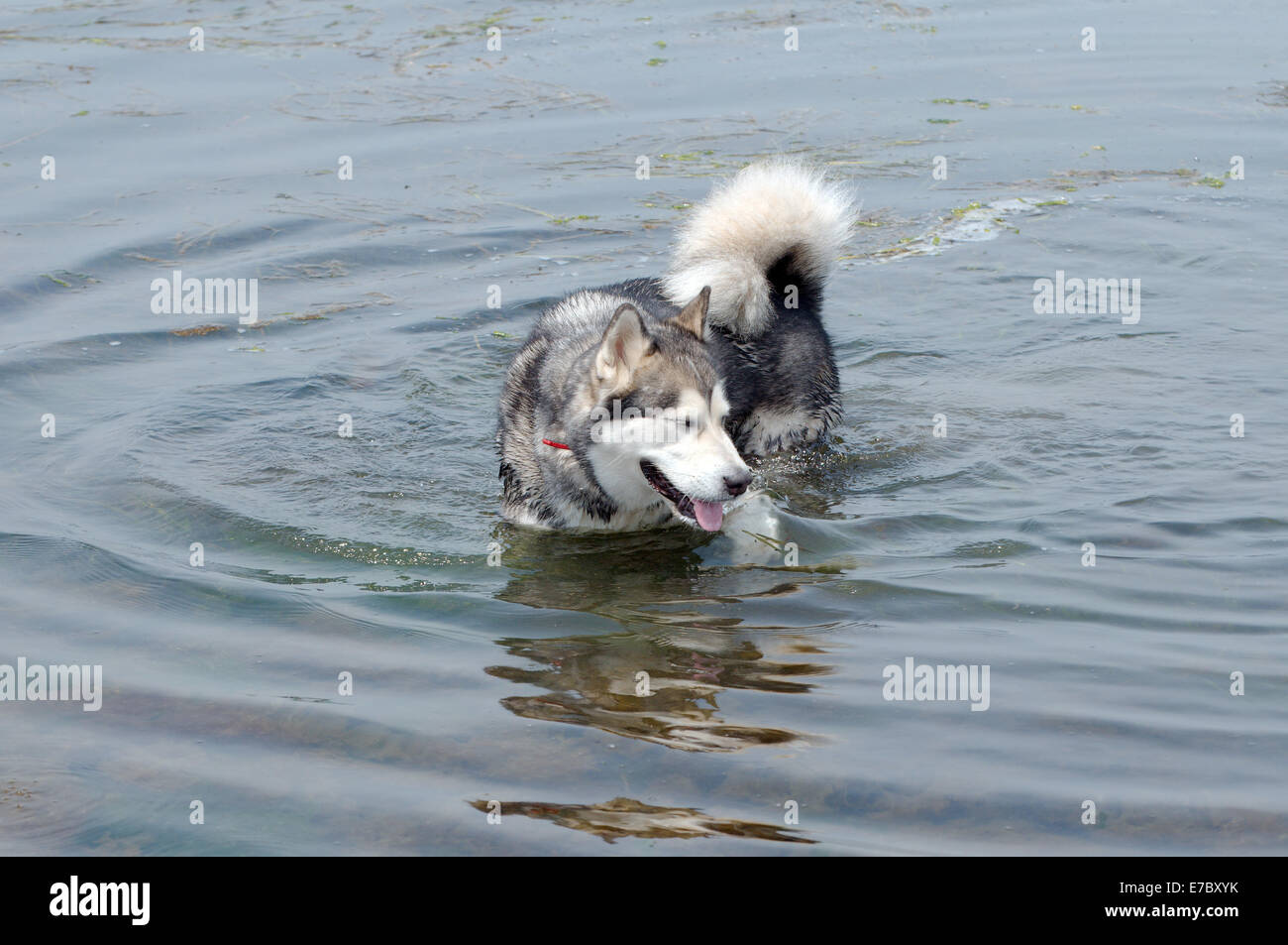 Alaskan Malamute (Canis lupus familiaris) nuota nel mare del Giappone, Vladivostok, Estremo Oriente Russo Foto Stock