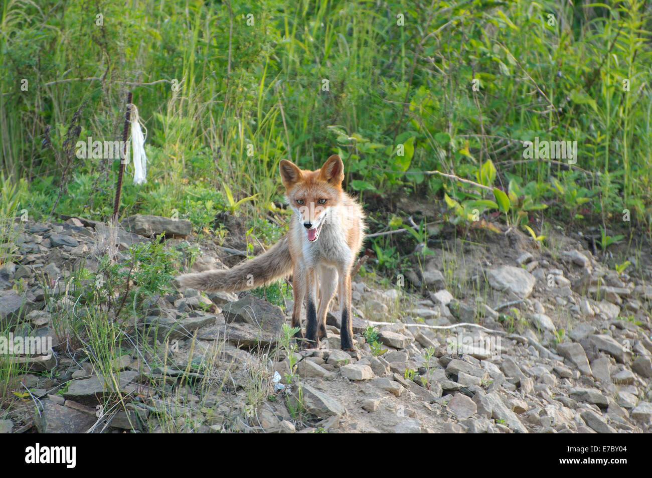 Red Fox (Vulpes vulpes vulpes), Vladivostok, Estremo Oriente, in Russia Foto Stock
