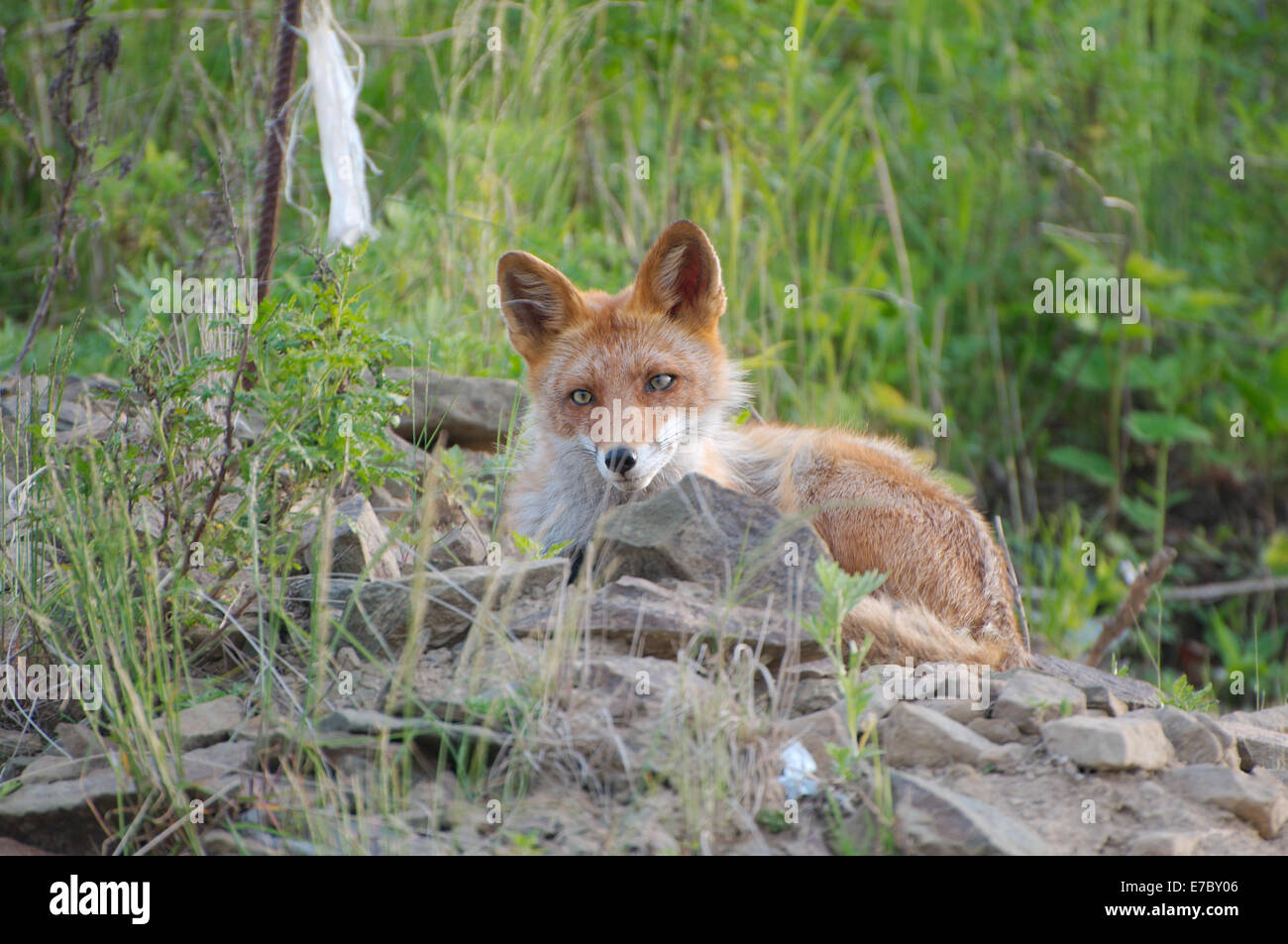 Red Fox (Vulpes vulpes vulpes), Vladivostok, Estremo Oriente, in Russia Foto Stock