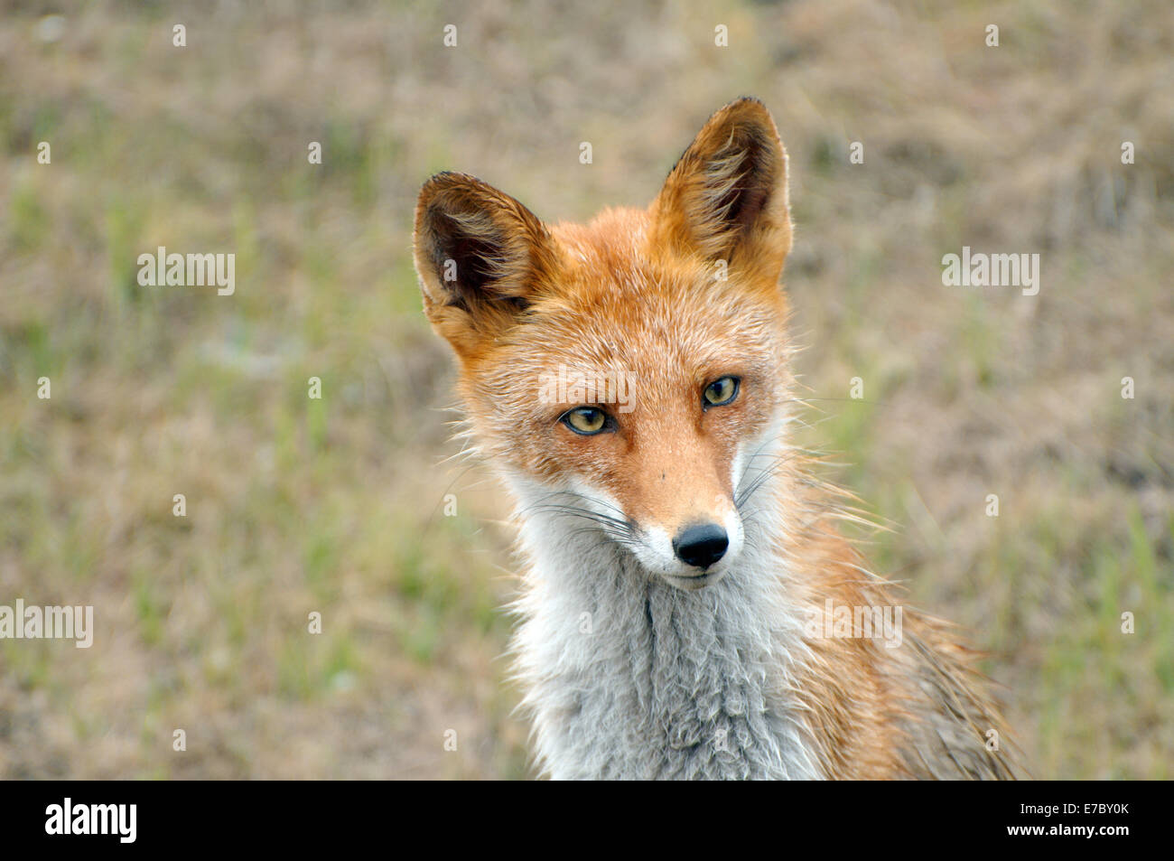 Ritratto di una curiosa, wet red fox (Vulpes vulpes vulpes), Vladivostok, Estremo Oriente, in Russia Foto Stock