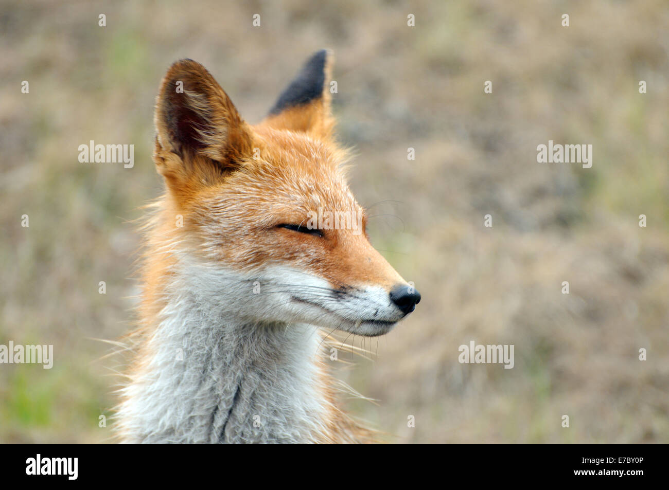 Ritratto lampeggiato, wet red fox (Vulpes vulpes vulpes), Vladivostok, Estremo Oriente, in Russia Foto Stock